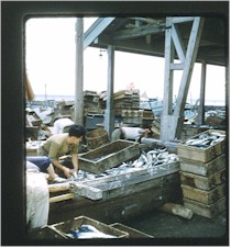 FishMarket.jpg (16408 bytes)