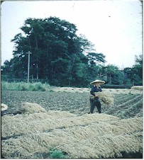 Harvestwheat.jpg (21181 bytes)