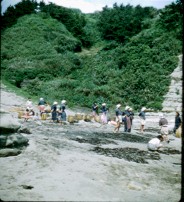 SEAWEED.jpg (16408 bytes)